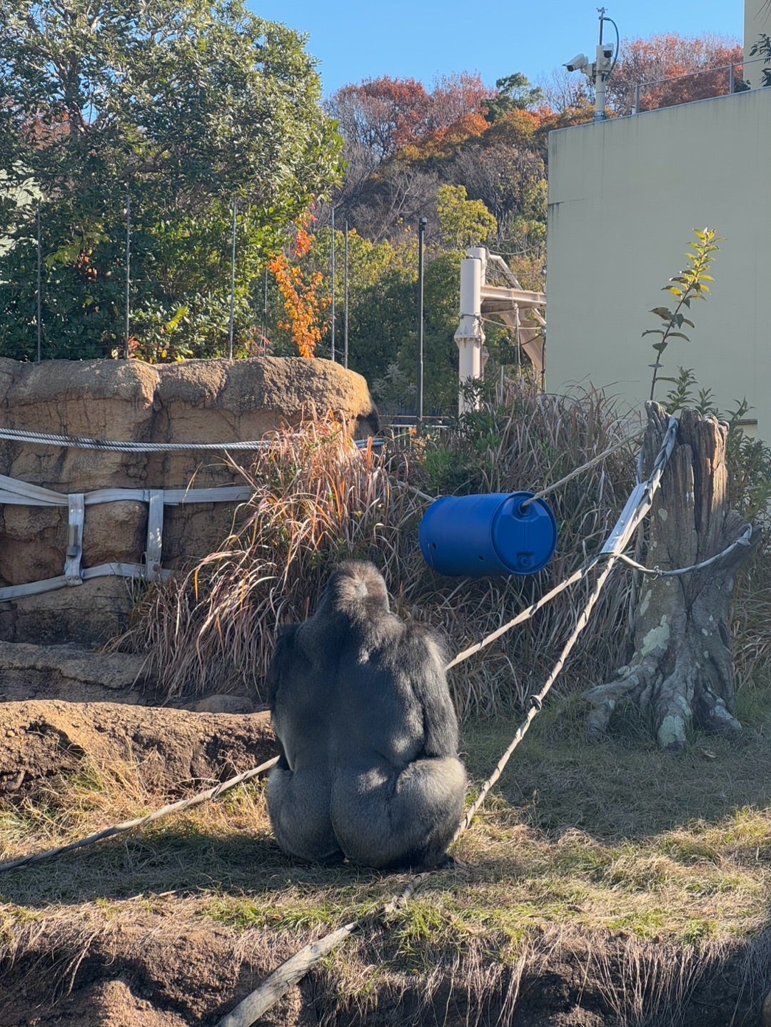 【悲報】アンジュルムのメンバーさん、ブログに男の全裸画像を載せてしまう・・・